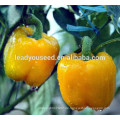 MSP201 JH no.2 gelbe Farbe f1 Hybrid Paprika Samen für den Verkauf